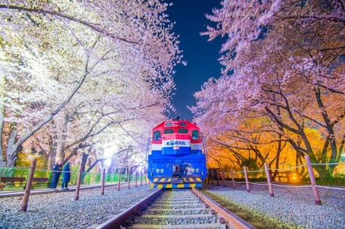 Jinhae Cherry Blossom Festival in South Korea