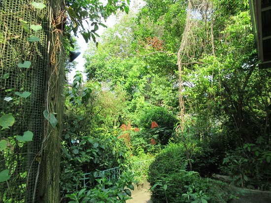 Jumalon Butterfly Sanctuary in Cebu