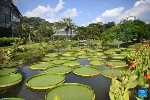 Lily Pads along a pond in the South China Botanical Garden