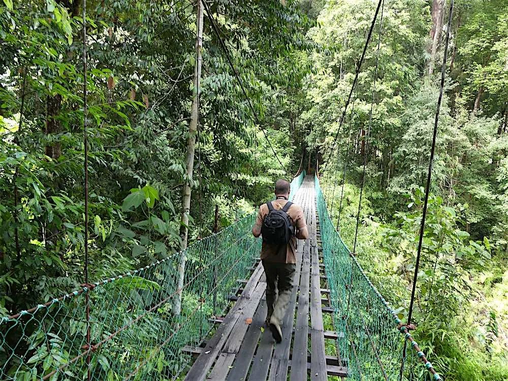 Man walking in the Imbak Canyon Conservation Area, an attraction in Sabah for nature lovers
