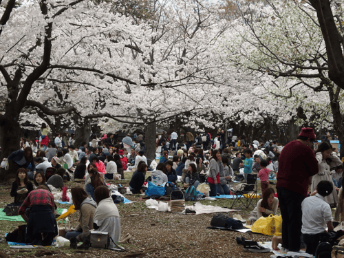 Many tourists gathered and bring lots of things to picnic at this scenic tourist spot