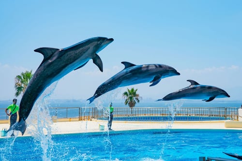 Marine World Uminonakamichi features large tanks, interactive exhibits, and entertaining dolphin and sea lion shows