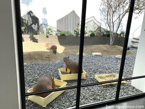 Mogu Kabi is a capybara themed cafe specialised in handmade pastries.