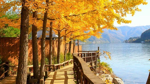 Nami Island, one of the outdoor activities to do in South Korea