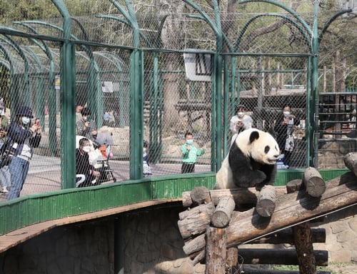 One of the best things to do is to visit the Giant Pandas at Beijing Zoo