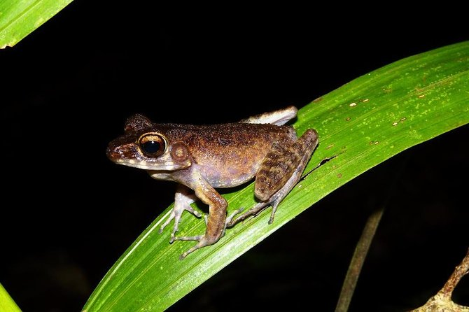 One of the frog species found at Kubah National Park