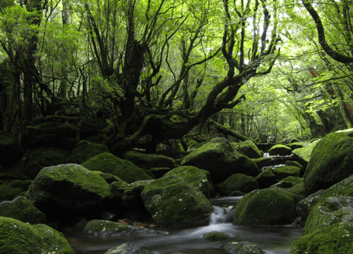 One of the most important things to do for Studio Ghibli fan is to visit the Shiratani Unsuikyo forest