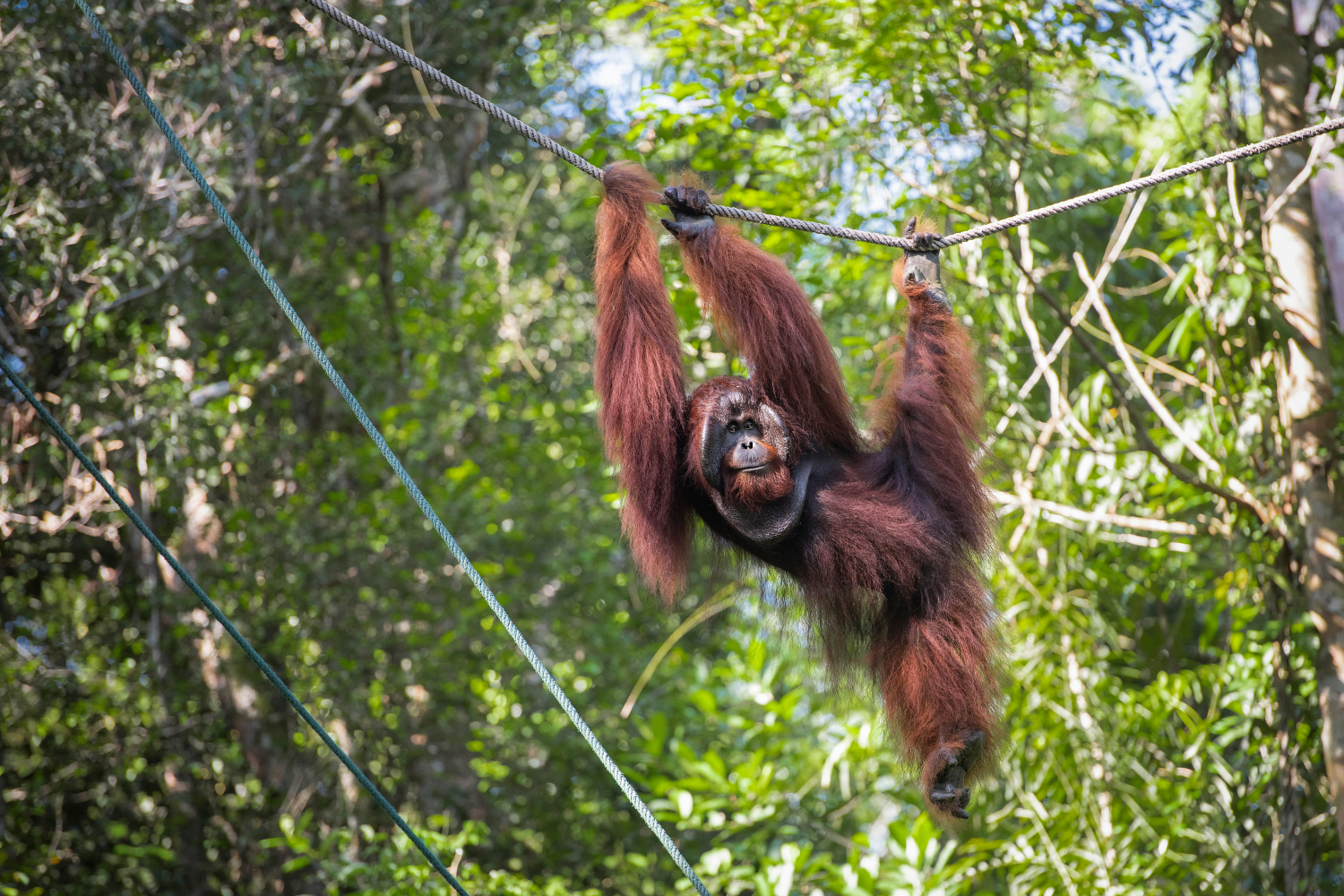 One of the orangutans swinging by during feeding time