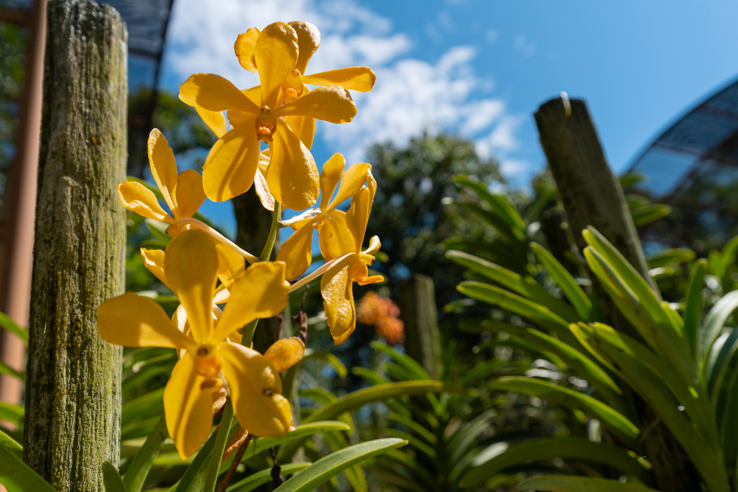 One of the orchid species on display at the Orchid Park