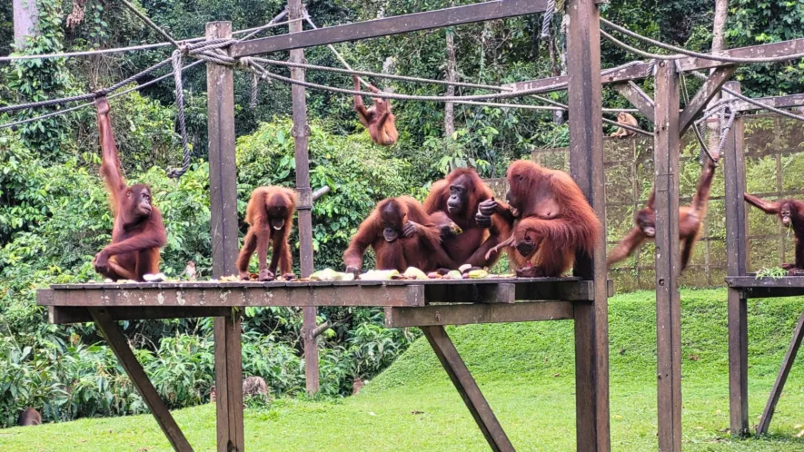 Orangutans at the Sepilok Orangutan Rehabilitation Centre, an attraction in Sabah