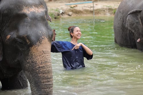 Pattaya Elephant Village, a tourist attraction in Pattaya