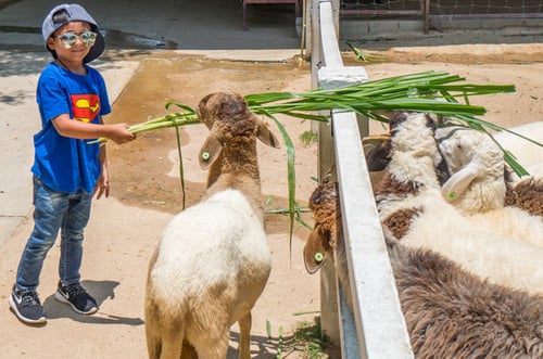 Pattaya Sheep Farm, a tourist attraction in Pattaya