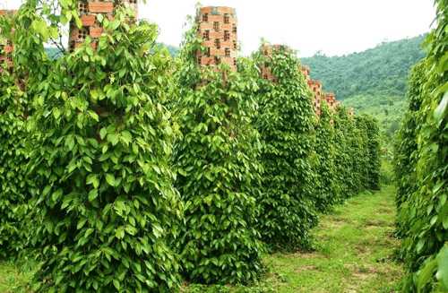 Pepper farms in Phu Quoc, an interesting attraction to visit.