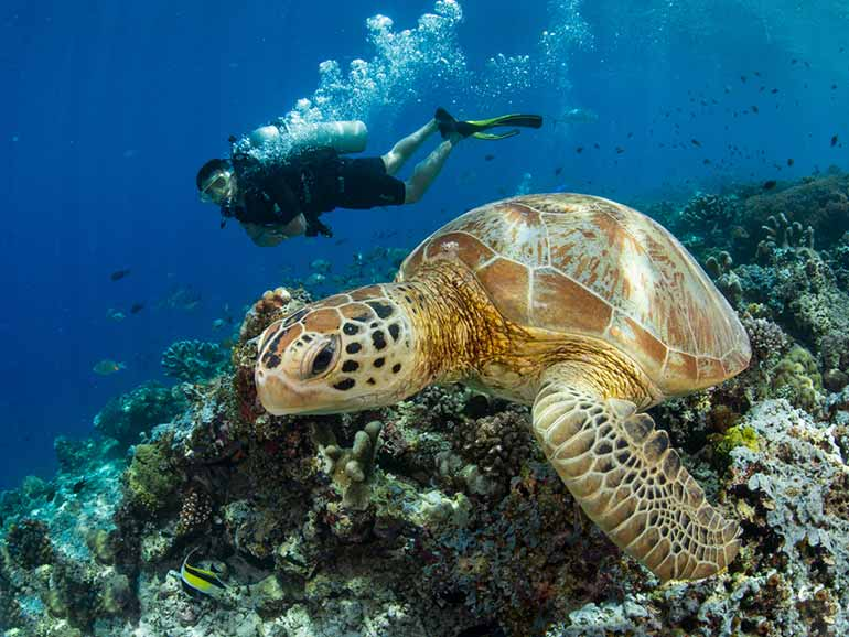 Person scuba diving next to a turtle, one of the things to do in Sabah