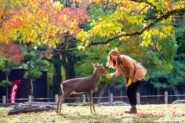 japan tips for travelers - nara