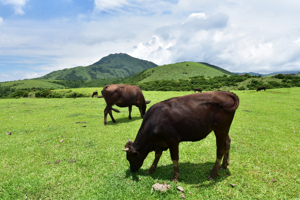 taiwan visa philippines - yangminshan national park