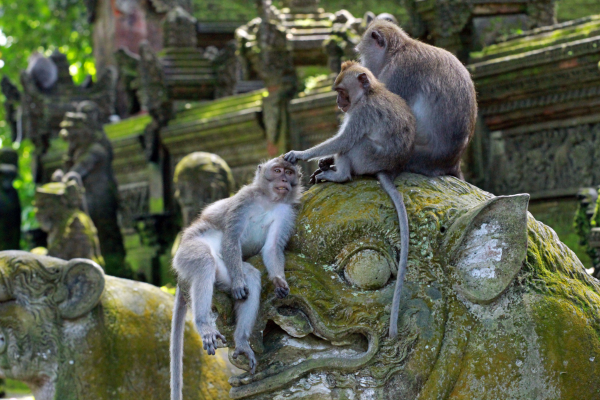 bali indonesia travel guide - ubud monkey forest