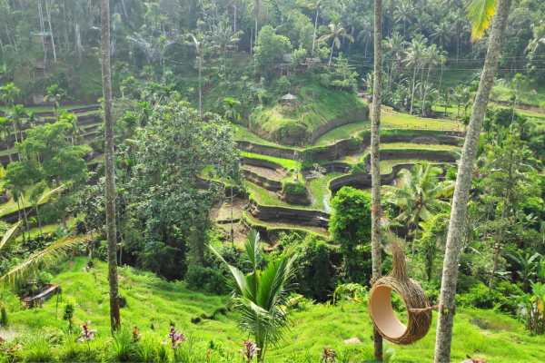 bali indonesia travel guide - tegalalang rice terraces