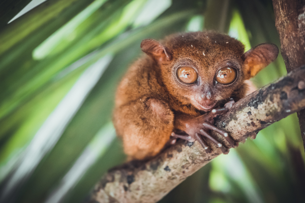 bohol travel guide - philippine tarsier sanctuary