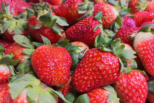 baguio travel guide - strawberry farm