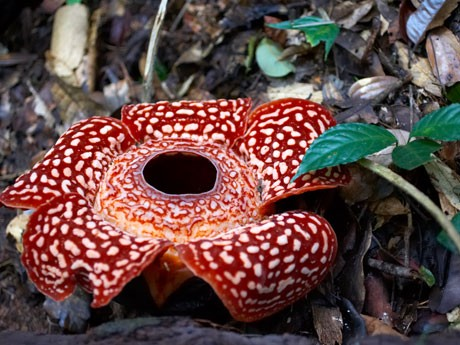 Rafflesia blooming in Sabah, a must-see attraction for visitors