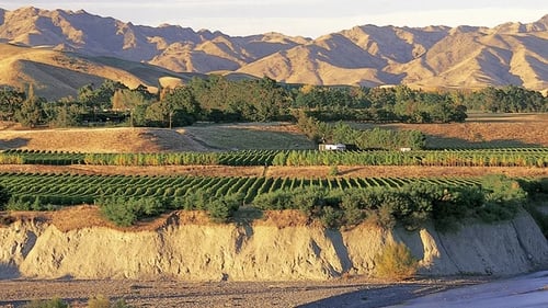 Rolling hills covered in vineyards, with a backdrop of mountains and a clear blue sky