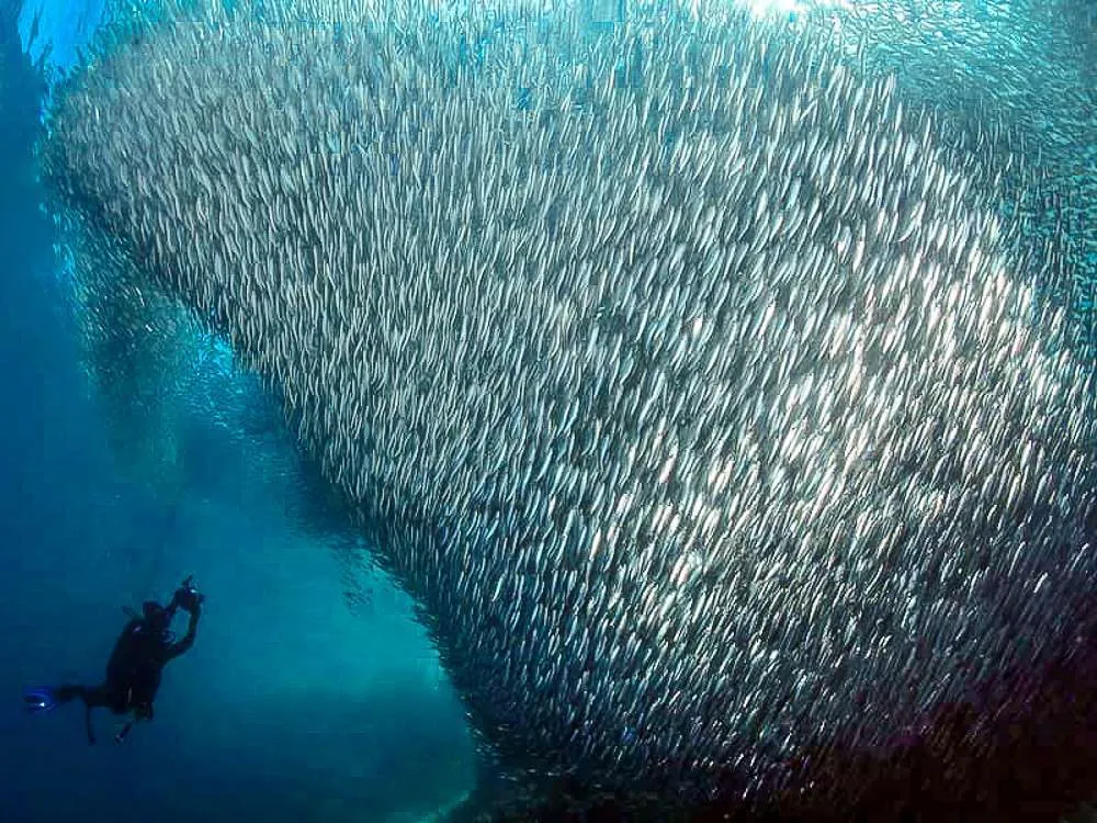 Sardine Run in Panagsama Beach Moalboal