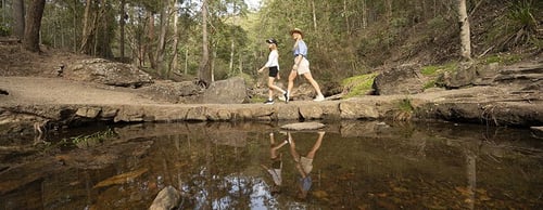 Scenic view of the Mount Coot-tha Loop trail, showcasing the lush eucalyptus forest