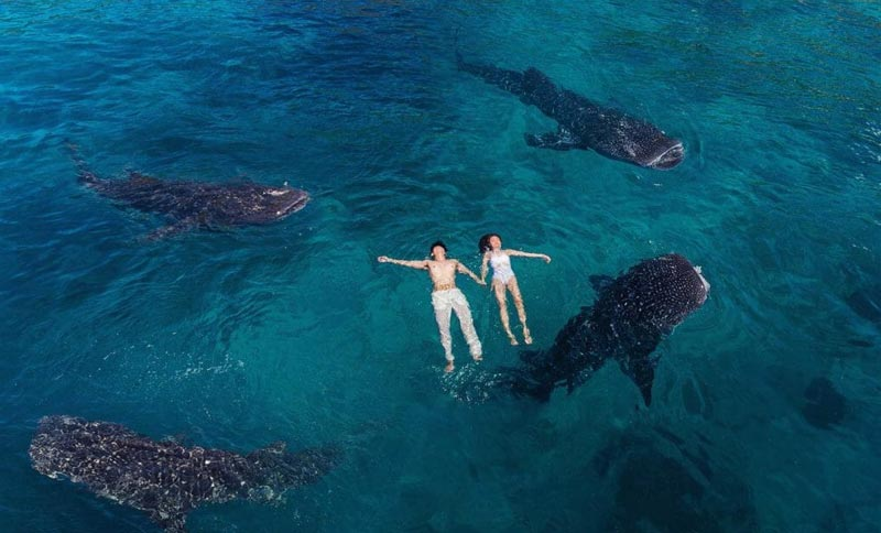 Swimming with Whale Sharks in Oslob Cebu