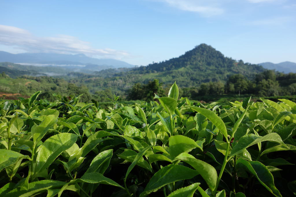 Tea leaves growing in the Sabah Tea Plantation, a popular tourist attraction