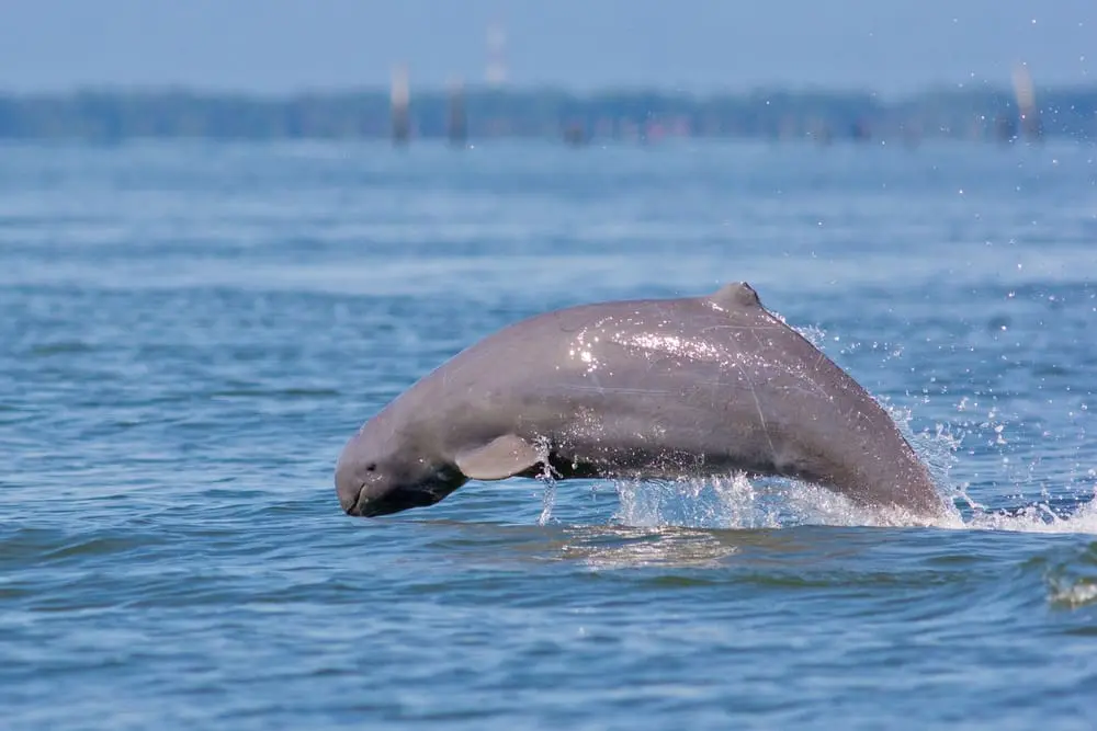 The Irrawaddy dolphins making their presence known in the Mekong River near Kratie