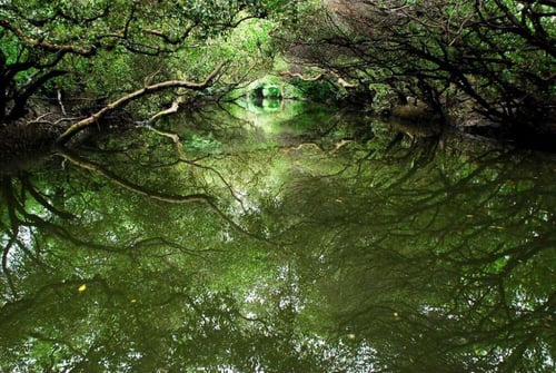 The Sicao Green Tunnel features mangrove forests on both sides of the waterways.