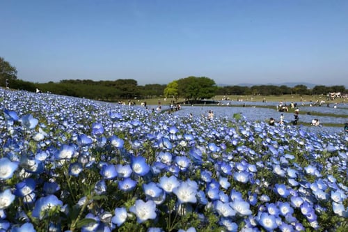 The Uminonakamichi Seaside Park offers beautiful landscapes, perfect for romantic photo sessions