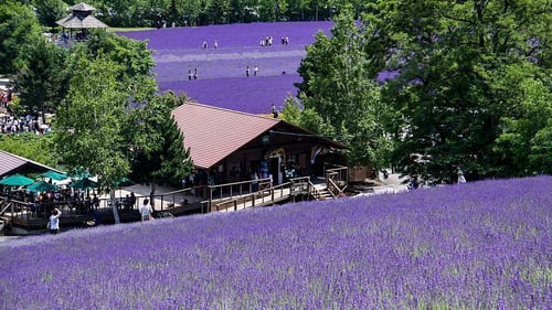 The gorgeous Furano Flower Farm in full bloom