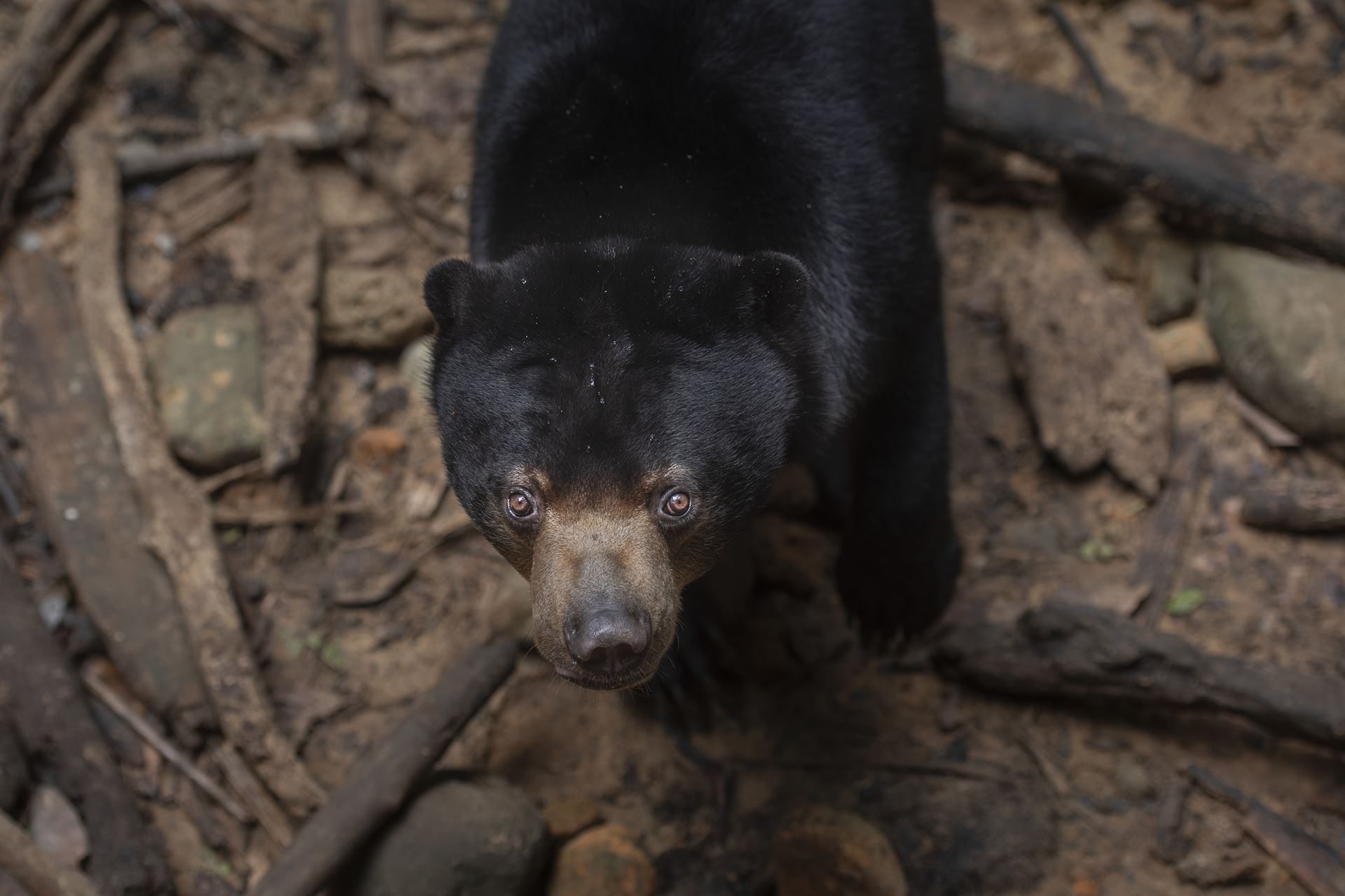 The world’s smallest bear, the Bornean Sun Bear at Matang Wildlife Centre