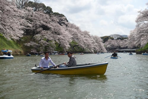 Tourists rowing boats at Chidorigafuchi, Tokyo