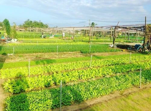 Tra Que Vegetable Village in Hoi An