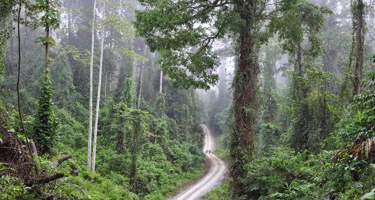 Trail in the Maliau Basin Conservation Area, an attraction in Sabah