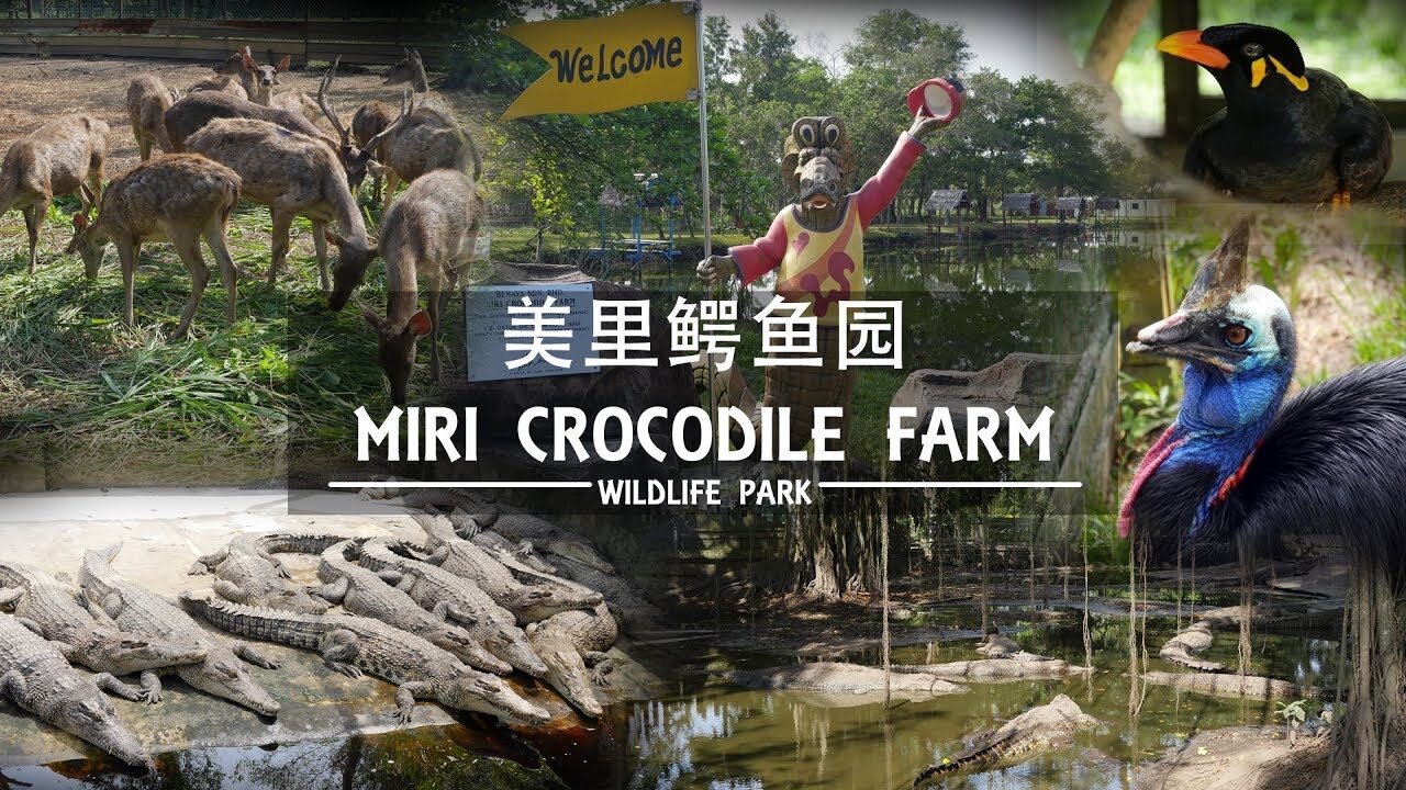 Visit the Miri Crocodile Farm Cum Mini Zoo to see a variety of reptiles and exotic animals