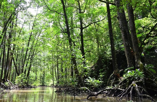 Visiting Shenzhen Mangrove Nature Reserve is one of the unique things to do in the city.