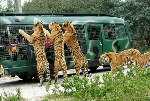 Visiting the animals at Shenzhen Safari Park is a cool thing to do in Shenzhen.