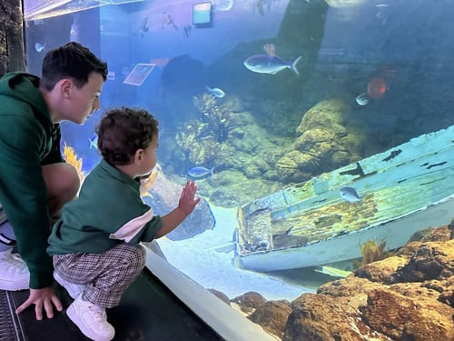Visitors walking through an underwater tunnel in Kelly Tarlton_s Sea Life Aquarium, surrounded by sharks, stingrays, and other marine life.