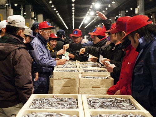 Watch the lively fish auctions and see a wide variety of fresh seafood at Nagahama Fish Market