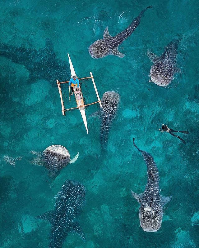 Whale Sharks in Oslob