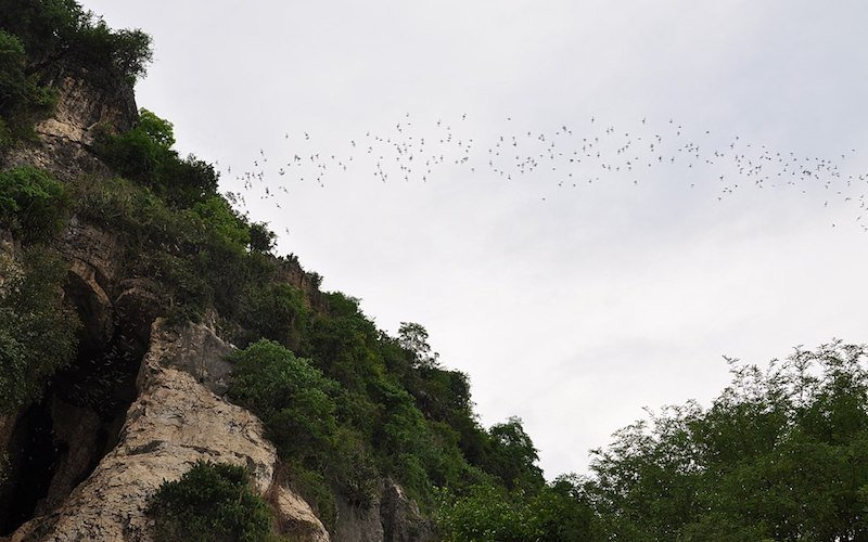 Witness thousands of bats emerge from the Bat Caves in Battambang at dusk