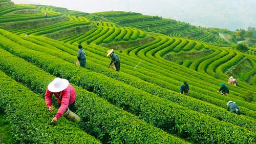 Workers on the Longjing Tea Fields