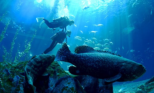 a diver at aqua planet, a highlight destination in any jeju itinerary