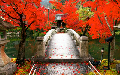 京都紅葉景點 永觀堂禪林寺