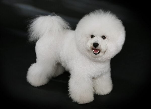 cost of owning a dog - bichon frise price philippines