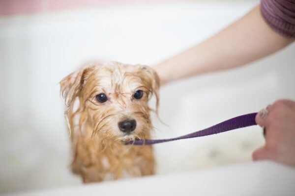 cost of owning a dog - dog grooming cost